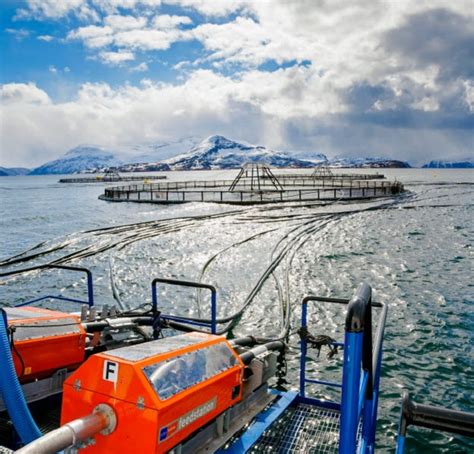 Lerøy Salmon ™ Deniz Ürünleri Endüstrisi Standartlarını aşan kalitesiyle tescillendi ...