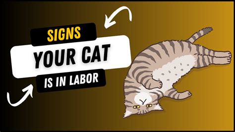 Signs Of Active Cat Labor Valrie Goldberg