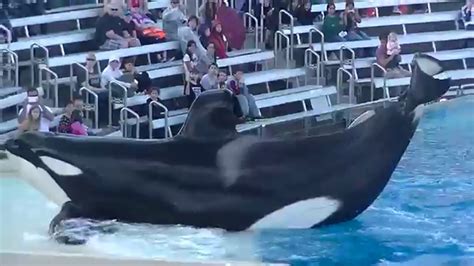Killer Whales Up Closefull Showfull Hd Dec 10 2015 Seaworld San