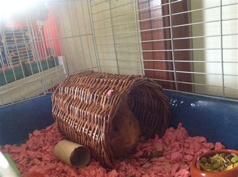 Begin creating this trust as soon as possible. How to Get Your Guinea Pig to Trust You: 14 Steps (with ...