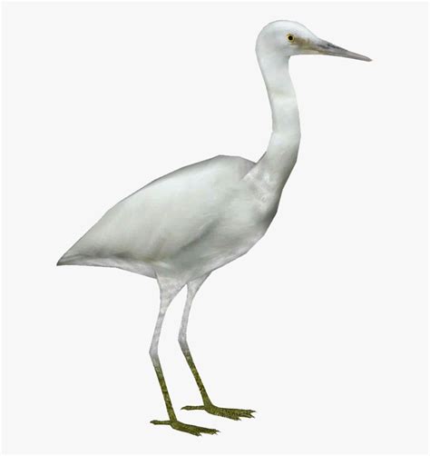 Heron Vector Egret Egret Png Free Transparent Clipart Clipartkey