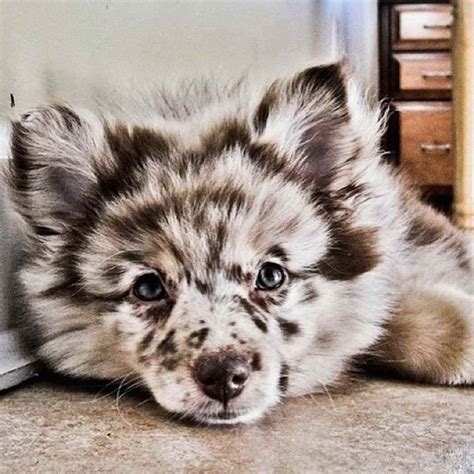 ~not for sale~ staying @ lulu's lil aussie ranch~. Australian Shepherd Pomeranian Mix For Adoption ...