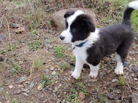 The alternatives are border collie x german shepherd mix, border shepherd or shollie tenacious, protective, and dedicated, the german shepherd collie mix is a dog that can win anyone over with her fierce loyalty and gentle nature. Puppy Australian Shepherd Border Collie Mix