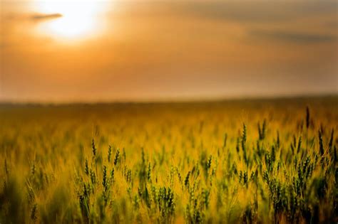 50000 Best Wheat Field Photos · 100 Free Download · Pexels Stock Photos