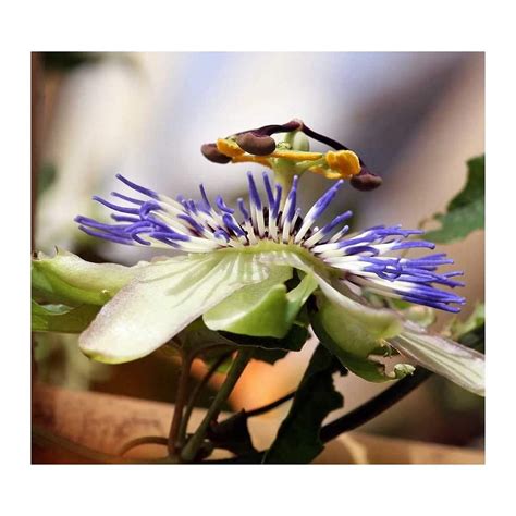 Buy 1 1000 Pcs Bluecrown Passion Flower Tree Seeds Common Passiflora