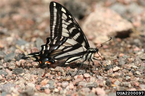 Pale Swallowtail Papilio Eurymedon