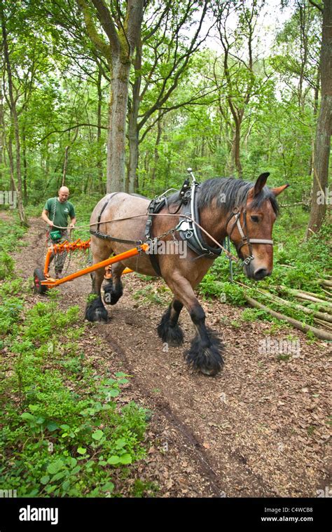 Shire Horse Working In Woodland England Uk Stock Photo Alamy