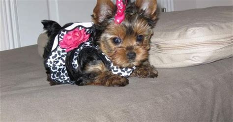 We are not a kennel, our dogs and puppies are not kept in cages like some breeders, they are a part of our family. pictures of shorkies with long tails | Teacup Yorkie ...