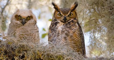 Great Horned Owl Identification All About Birds Cornell Lab Of