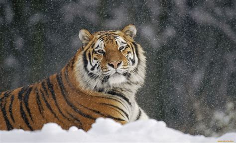 Обои Животные Тигры обои для рабочего стола фотографии животные