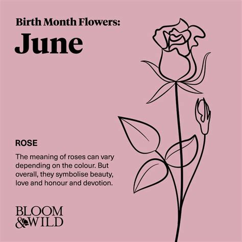 June Birth Flower Rose June Birth Flower Birth Flowers Birth Month