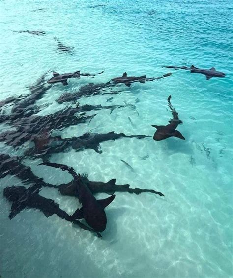 Sharks Shark Beach Combing Animals