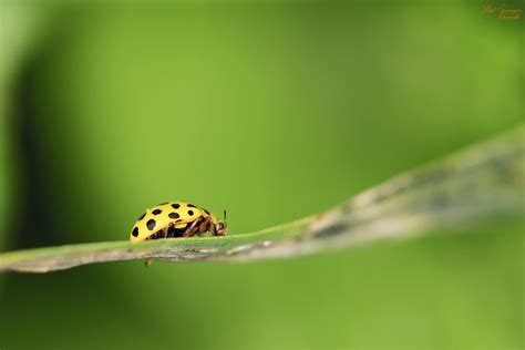 Free Images Nature Grass Branch Leaf Flower Green Insect Ladybug Bug Fauna Ladybird