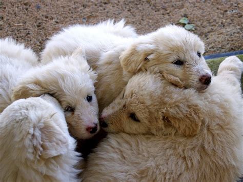 Weitere ideen zu hunde haus, hunde, hund zubehör. Animal Hoarding aufgedeckt: 41 Hunde in kleinem Haus in NÖ ...