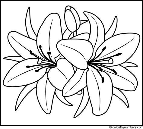 Lily Flower Template Printable Printable Templates