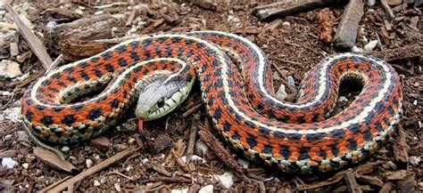 What Do Garden Snakes Look Like Are They Poisonous Garden Bagan