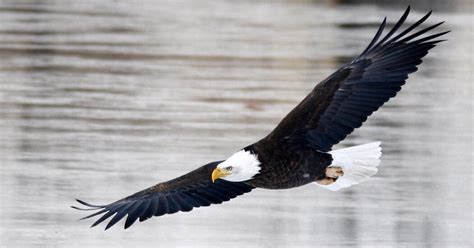 Two Men Hunted Bald Eagles In Illegal ‘killing Spree Us Says The
