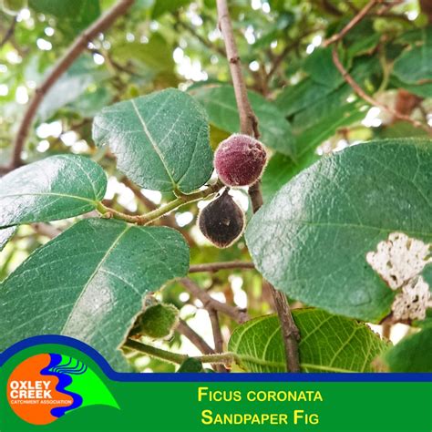 Sandpaper Fig Ficus Coronata Oxley Creek Catchment Association