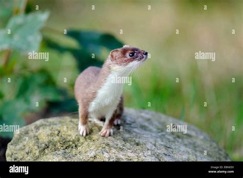 Ermine Stoat Short Tailed Weasel Mustela Erminea On A Stone