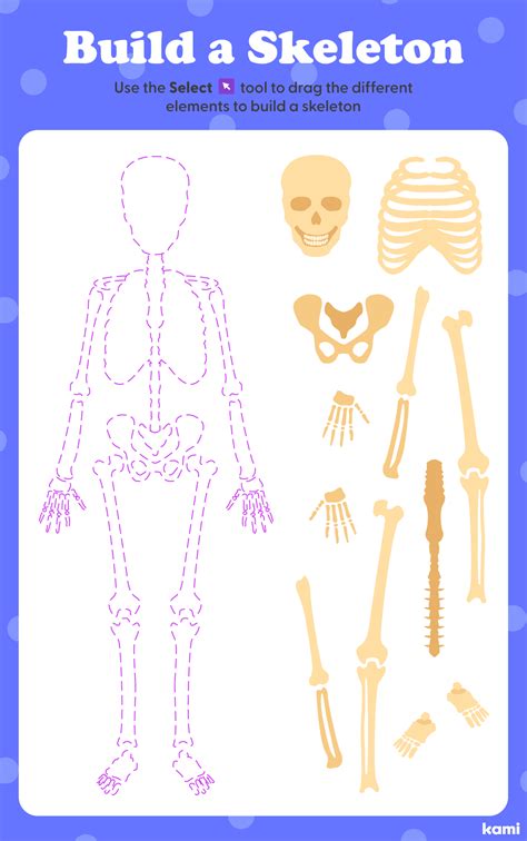 Build A Skeleton Activity For Teachers Perfect For Grades 5th 6th