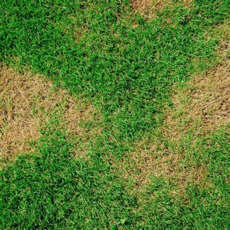 The Complete Guide To Brown Patch In Lawns Gecko Green Lawn Care