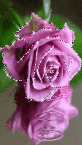 Pin By Edwin Febus On Beautiful Flowers Ts Rose Glitter Roses