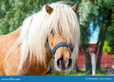Shaggy Palomino Shetland Pony Head Closeup Summetime Outdoors I Stock