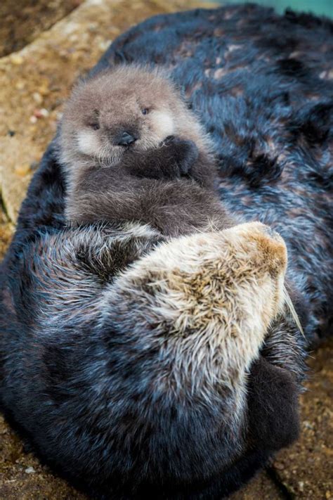 Sea Otter Gives Birth To Newborn Pup In Monterey Bay Aquarium Tide Pool