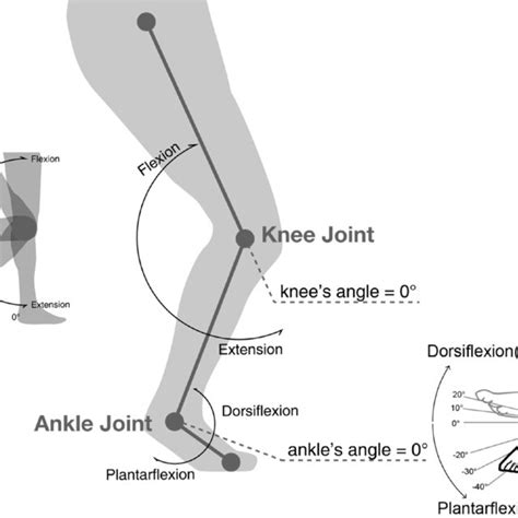 Definition Of The Knee And Ankle Joint Angles Download Scientific