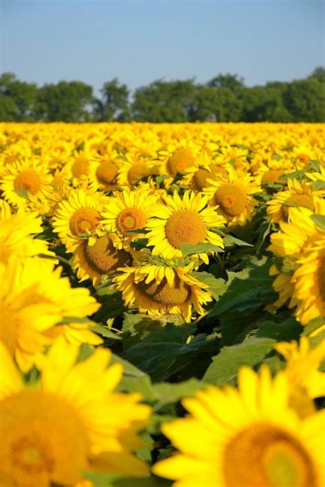 Pin By Darlene Jules On Sun Flowers Sunflower Fields Sunflowers And