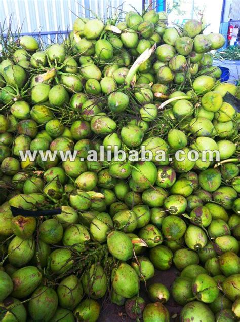 Fresh Young Coconutthailand My Thai Food Price Supplier 21food