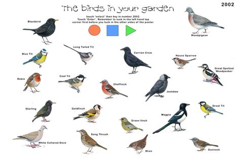 Garden Birds Copy0 5078×3496 British Birds Identification