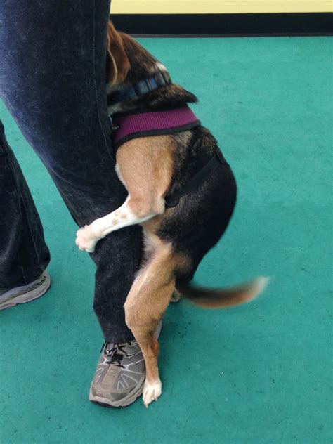 How To Stop A Dog From Humping Your Leg