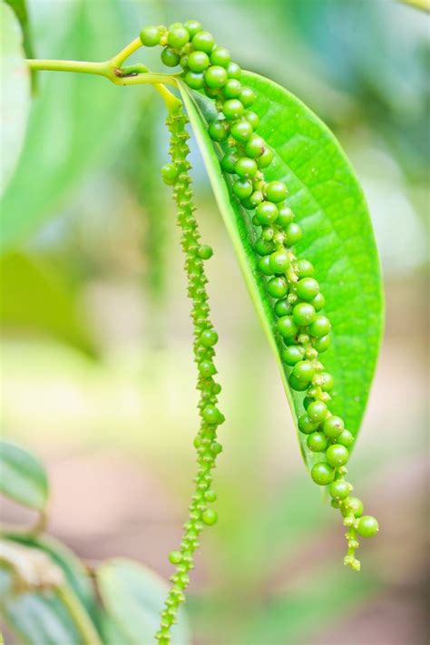Peppercorn Plant Info Can You Grow Black Pepper Plants