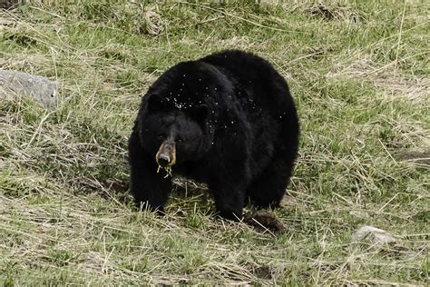 Should We Hunt Yellowstone Grizzly Bears Live Science