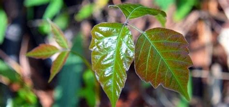 The Top 5 Home Remedies For Treating Poison Ivy And Poison Oak Rashes