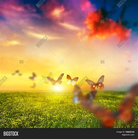 Colorful Butterflies Image And Photo Free Trial Bigstock