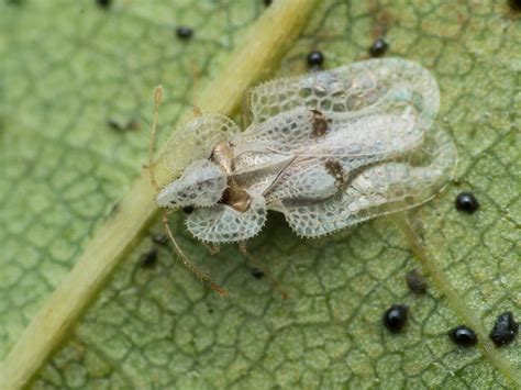 Corythucha Ciliata Tigre Du Platane Sycamore Lace Bug Olym Flickr