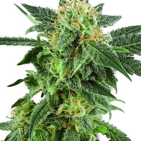 Gran Daddy Purple Feminized Seeds Pacific Seed Bank