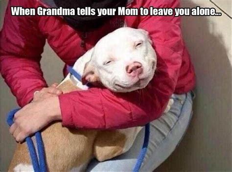 Funny Dogs Cute Dogs Funny Animals Cute Animals Funny Pitbull