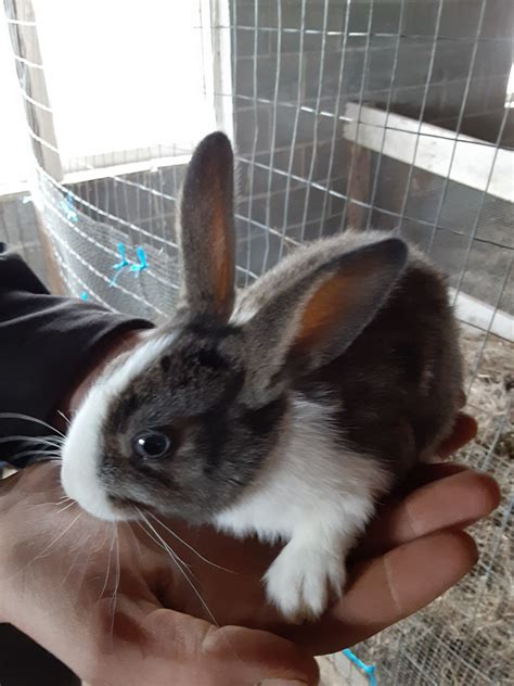 Rabbits all motors for sale property jobs services community pets. Lionhead rabbit Rabbits For Sale | Interlaken, NY #326710