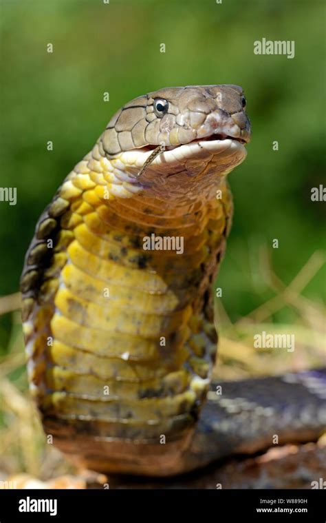 King Cobra Ophiophagus Hannah Eating A Snake Animal Portrait