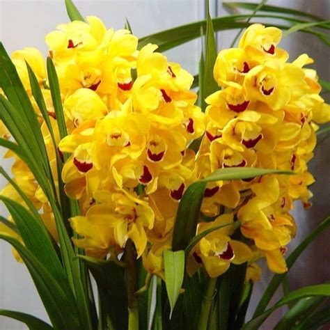 Orquídeas Cymbidium Cuidados Cultivos Trasplante Variedades Y Más