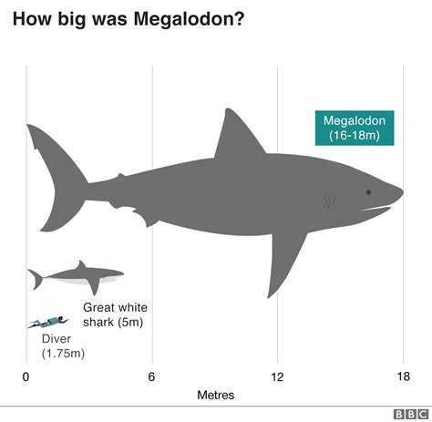 The Meg The Myth The Legend The Science Bbc News