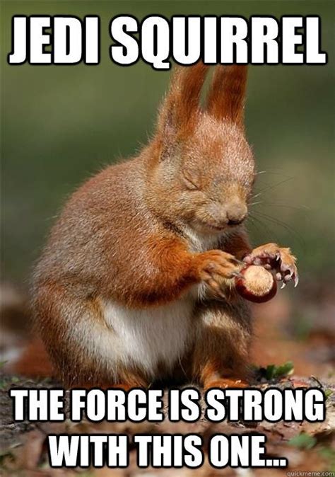Inasmuch as 2015's new trilogy opener, the force awakens, modeled itself on the original star wars film, the second installment, the last jedi, is the empire of the current batch. jedi squirrel | Hah | Pinterest | The force, The o'jays ...