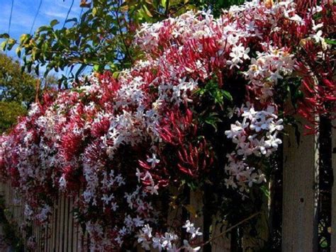 5 Climbing Red Jasmine Seeds Rare Tree Tropical Fragrant Etsy