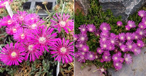 How To Grow Ice Plant Taking Care Of Ice Plant India Gardening