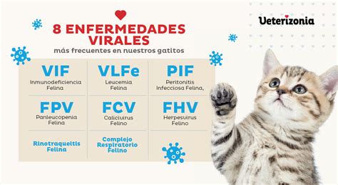 Enfermedades virales en gatos Las 8 más comunes Veterizonia