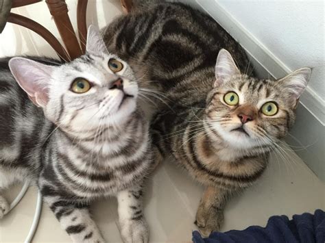 In the philippines, they are referred to as puspins, a portmanteau of the words ' pusa ' and ' pinoy '. Fascinating Facts About Domestic Shorthair Cats - Cat Appy