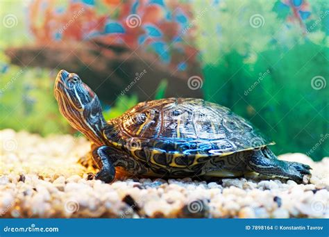 Slider Turtle Stock Photo Image Of Nature Gaze Lazy 7898164